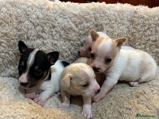 Mixed Breed dogs - Advert 22