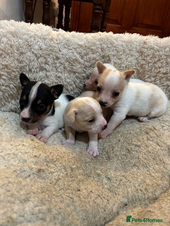 Mixed Breed dogs - Advert 8
