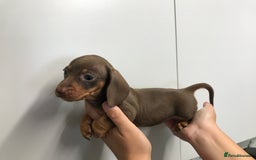 Dachshund dogs for sale: GORGEOUS MINIATURE DASHUNDS 💙 1 boy left 💙 - Image 11