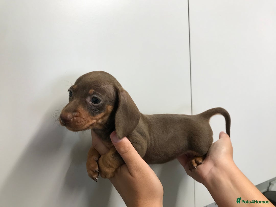 Dachshund dogs for sale: GORGEOUS MINIATURE DASHUNDS 💙 1 boy left 💙 - Image 11