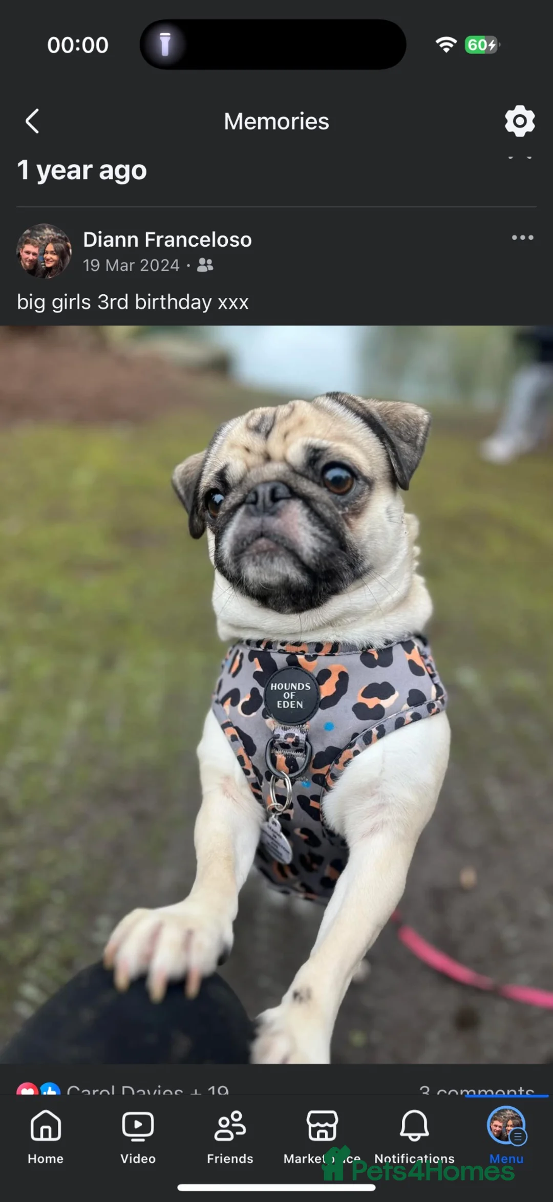 Pug dogs for sale: Winnie 🌻  in Ellesmere Port - Advert 4