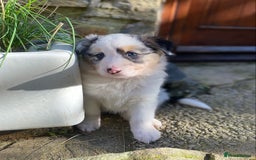 Border Collie dogs for sale: Beautiful Blue Merle collie  - Image 16