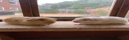 Guinea Pig rodents for sale: Sweet Baby Short Coated Satin Guinea Pig Boars - Advert 4