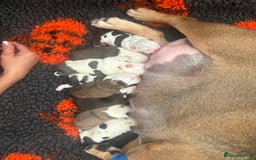 English Bulldog dogs for sale: Kc reg Stunning show quality pup  - Image 6