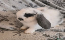 Mini Lop rabbits for sale: Mini Loop Bunnies 9 weeks old. grey and white mix - Image 4