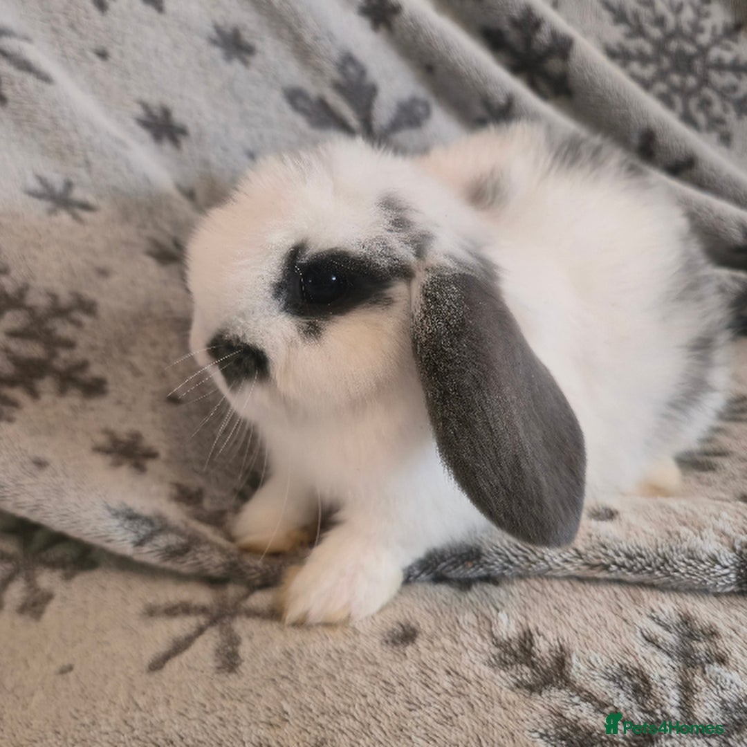 Mini Lop rabbits for sale: Mini Loop Bunnies 9 weeks old. grey and white mix - Image 4