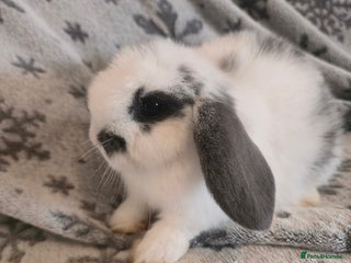 Mini Lop rabbits Mini Loop Bunnies 10 weeks old. white and greymix - Advert 4