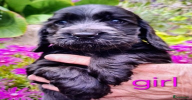 Cocker Spaniel dogs - Advert 6