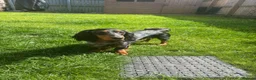 Dachshund dogs for stud: Rolo silver dapple miniature long-haired dachshund - Advert 2