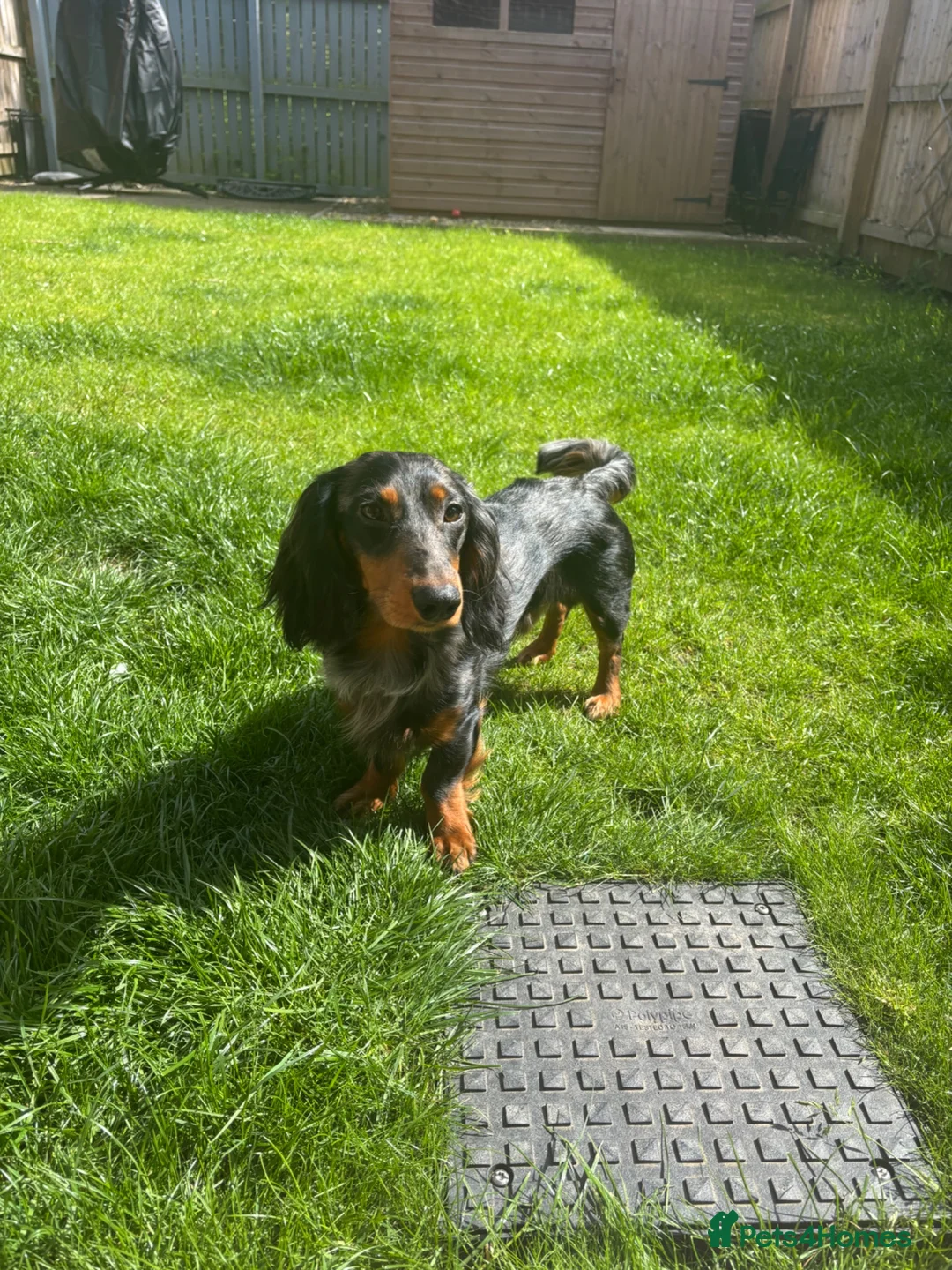 Dachshund dogs for stud: Rolo silver dapple miniature long-haired dachshund - Advert 2
