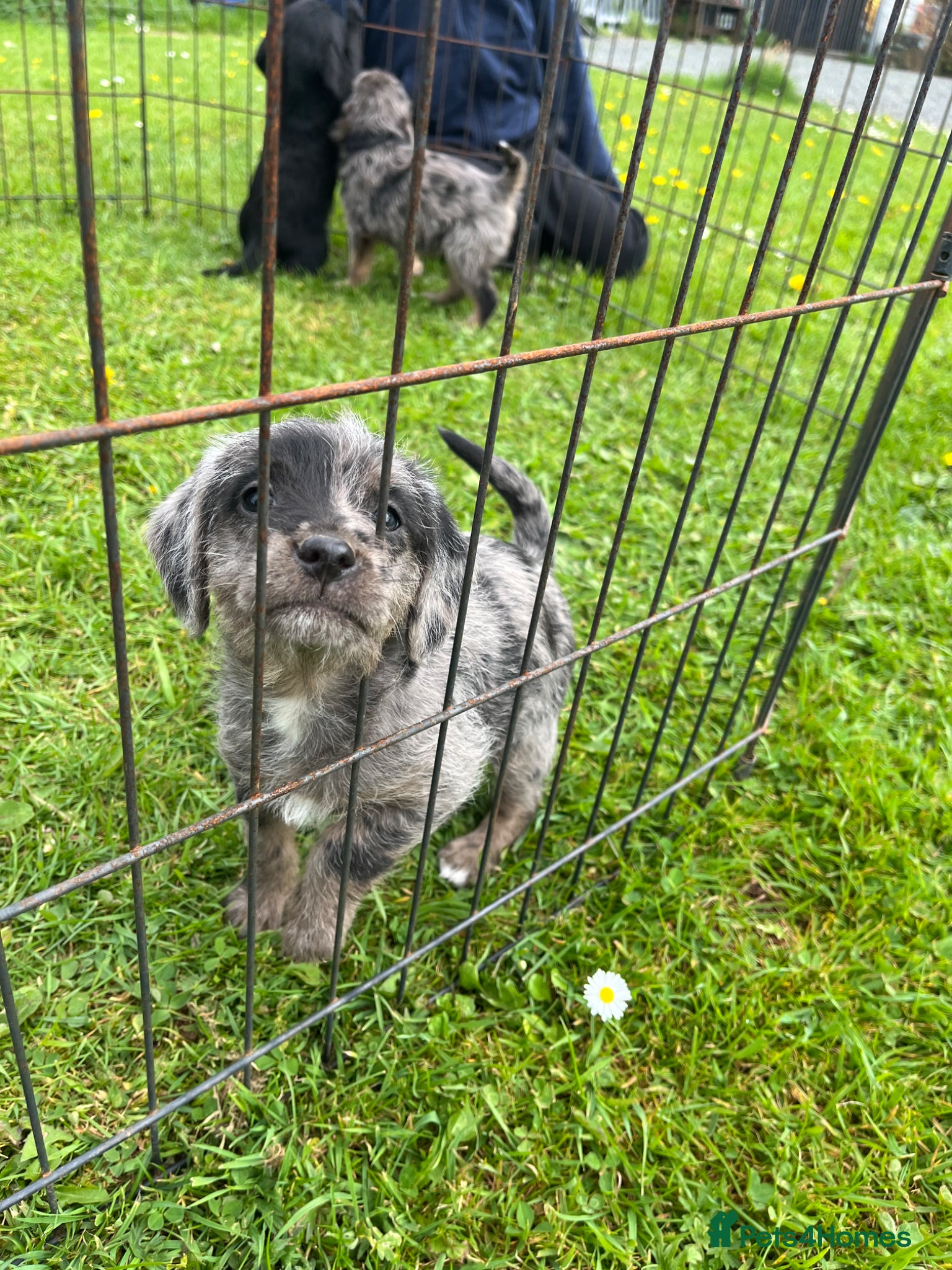 Mixed Breed dogs Beagle x poodle puppies - Advert 7