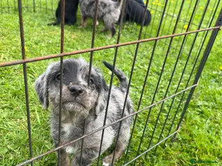 Mixed Breed dogs Beagle x poodle puppies - Advert 7