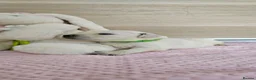 Golden Retriever dogs for sale: KC Registered Showline Golden Retriever Puppies - Advert 7