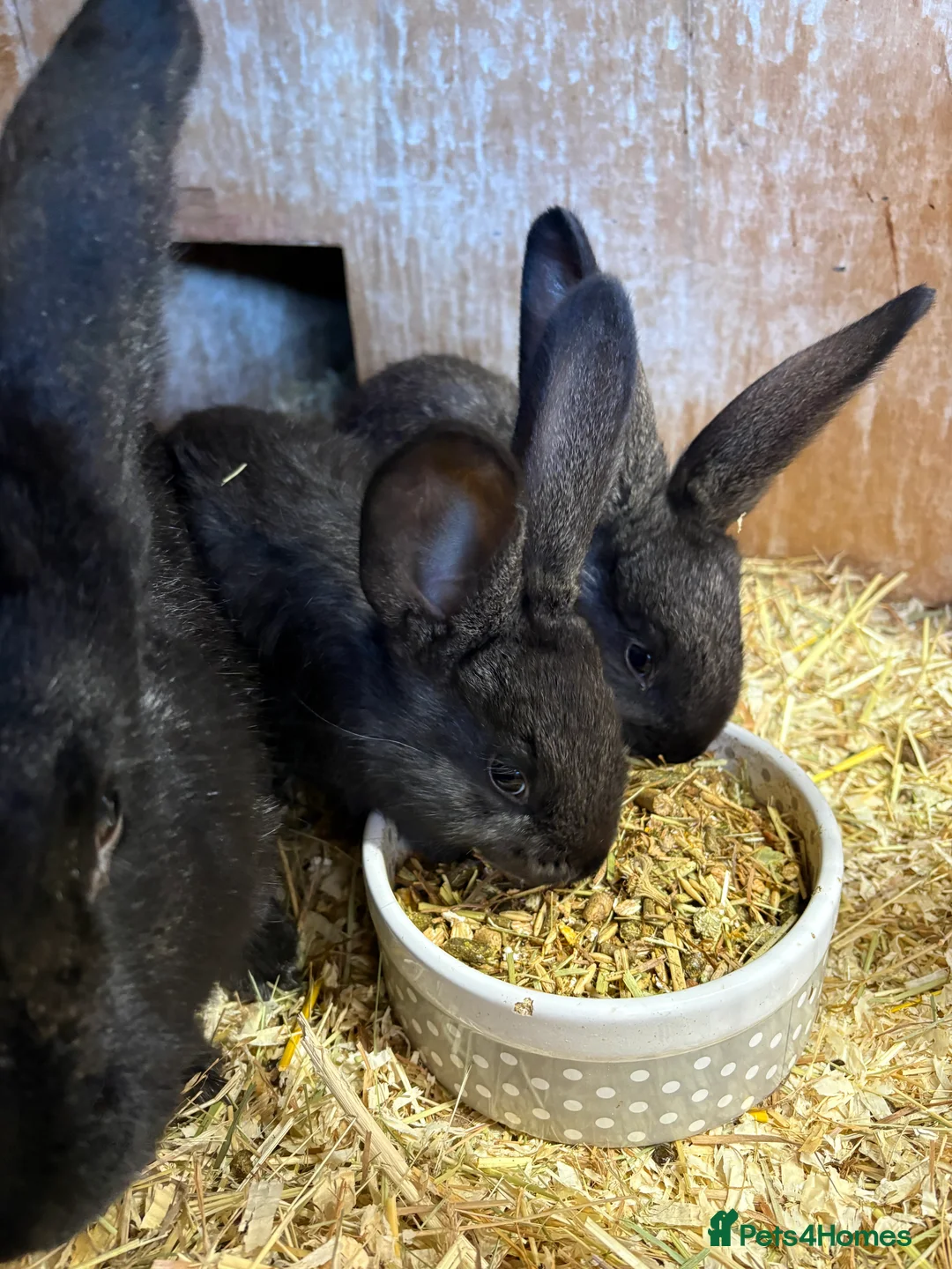 Continental Giant rabbits for sale: ONLY 2 LEFT Continental giant rabbits  - Advert 2