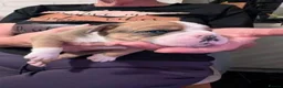 Mixed Breed dogs for sale: English bulldog X Boxer puppies - Advert 8
