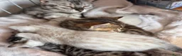Bengal cats for sale: All bengals reserved - savannah babies available  - Advert 12