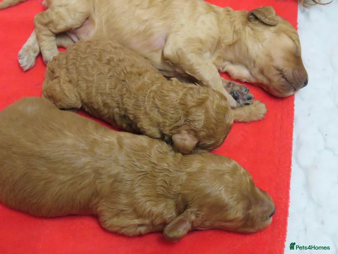 Cockapoo dogs for sale: Beautiful DNA Health tested Cockapoos - Advert 11