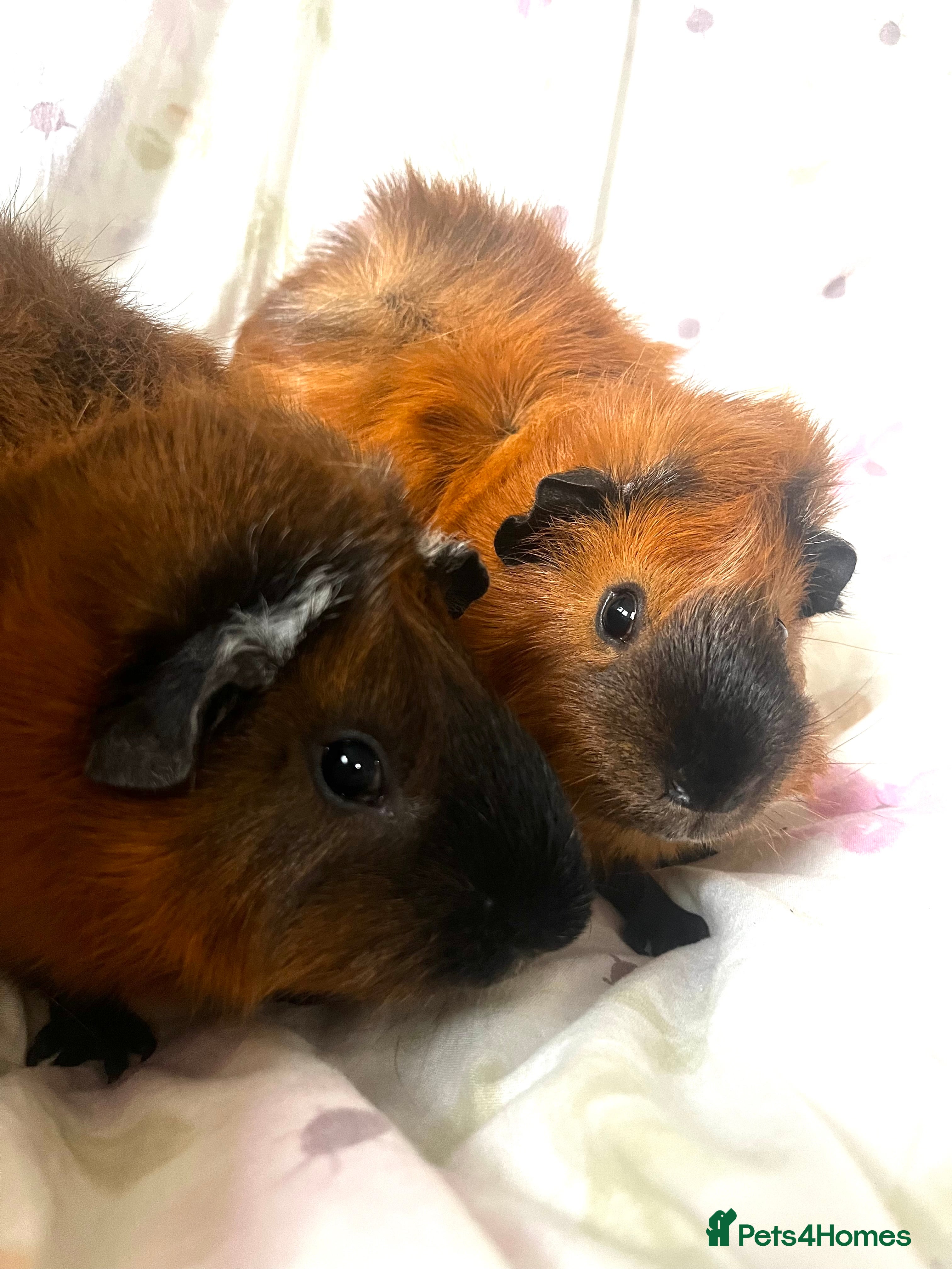 Guinea Pig rodents 2 male guinea pigs  - Advert 3