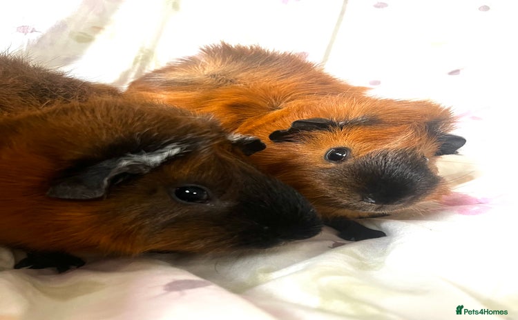 Guinea Pig rodents 2 male guinea pigs  - Advert 1