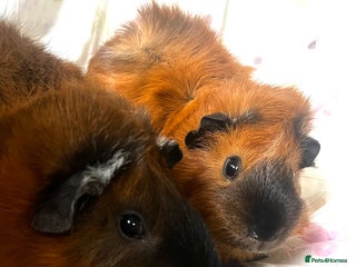 Guinea Pig rodents for sale: 2 male guinea pigs - Advert 1