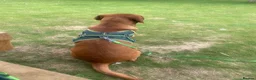 Labrador Retriever dogs for stud: Fox Red Labrador Available for Stud.  - Advert 11