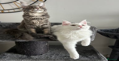 Maine Coon cats - Advert 15