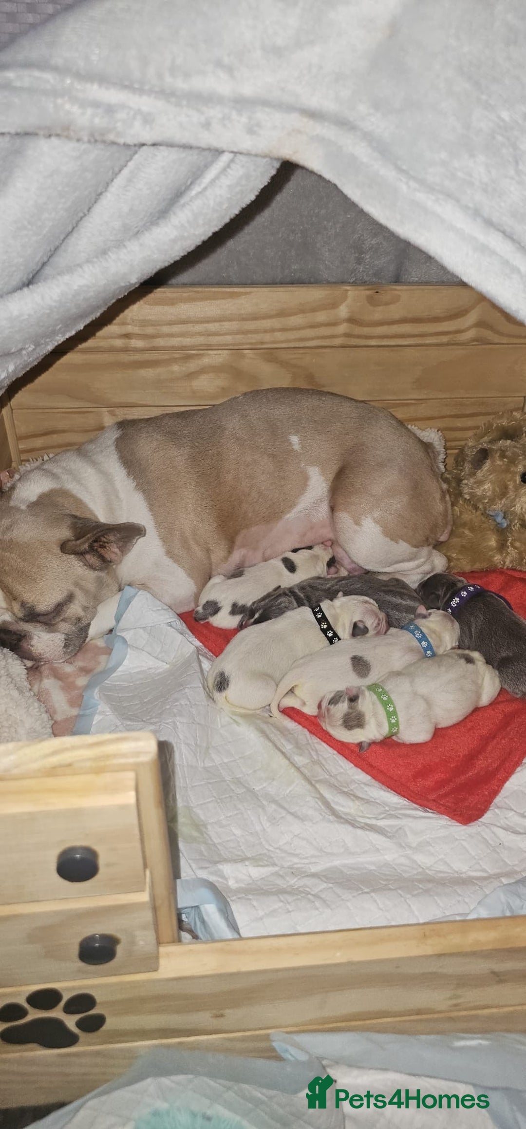 Mixed Breed dogs for sale: French bulldogs ❌ pocket bullys  - Image 5