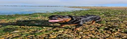 Rottweiler dogs for sale: Strong working line Rottweiler pups for sale in Dartford - Advert 5