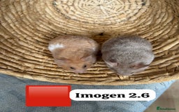 Hamster rodents for sale: Beautiful baby hamsters. Syrian and Russian Dwarf - Image 20