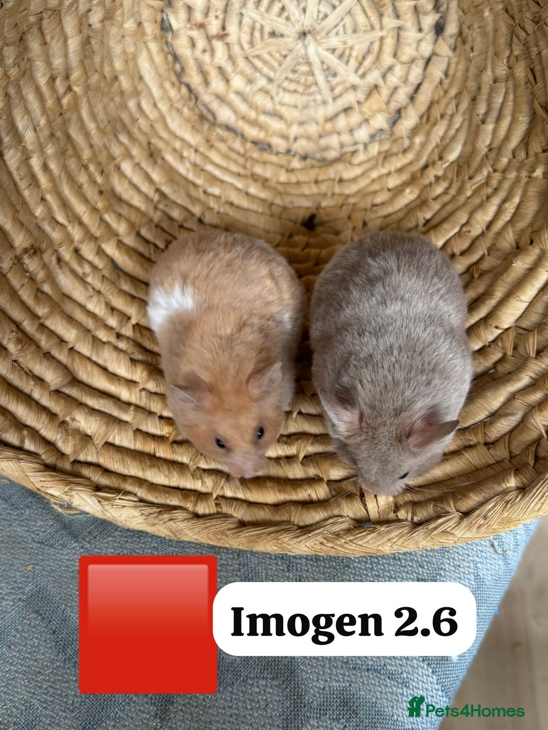 Hamster rodents for sale: Beautiful baby hamsters. Syrian and Russian Dwarf - Image 20