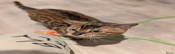 Bengal cats for sale: Retired Male Bengal Seeking Forever Home - Advert 16
