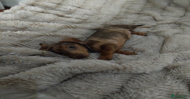 Dachshund dogs - Advert 1