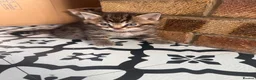 Mixed Breed cats for sale: British short hair mix kitten - Advert 1