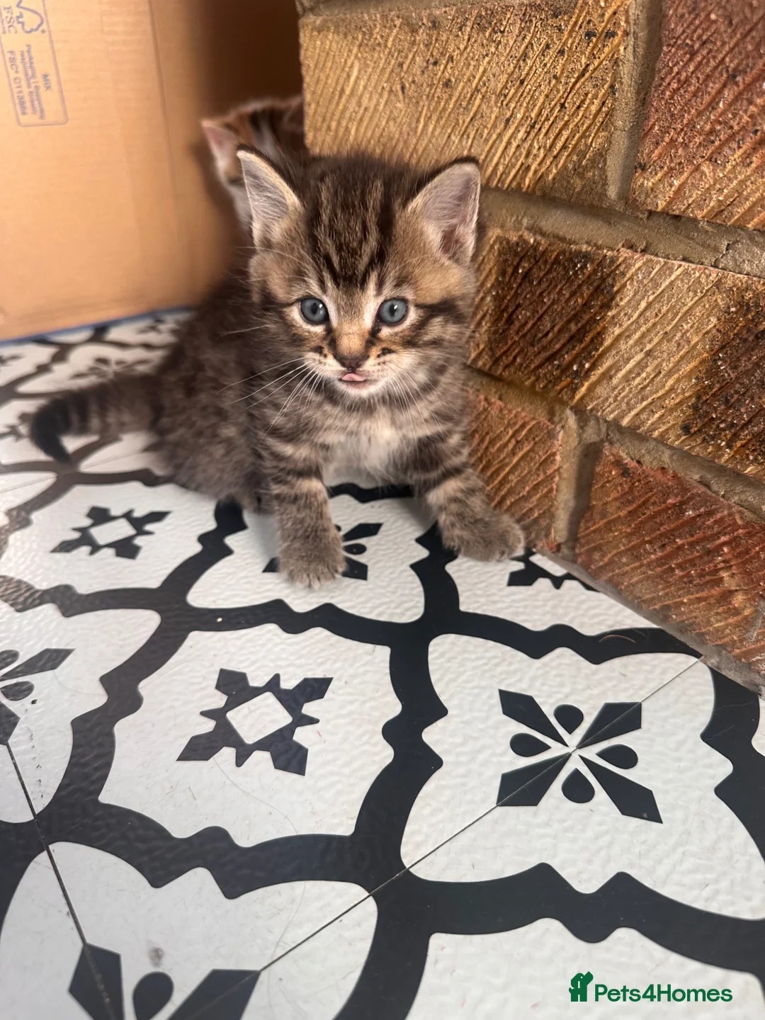 Mixed Breed cats for sale: British short hair mix kitten - Advert 1
