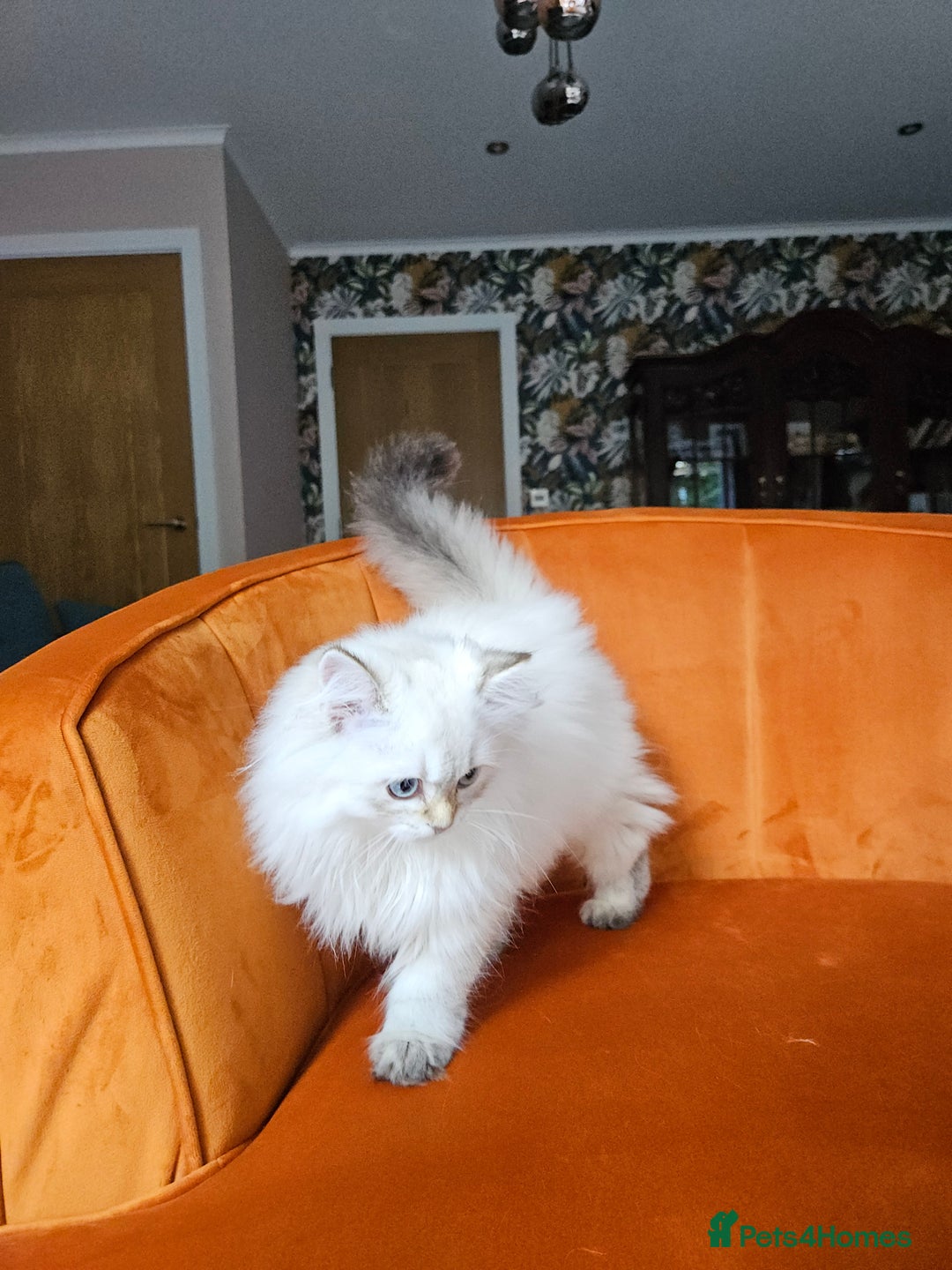 Scottish Fold cats for sale: Excellent Scottish straight girl ready to go in Erith - Image 22