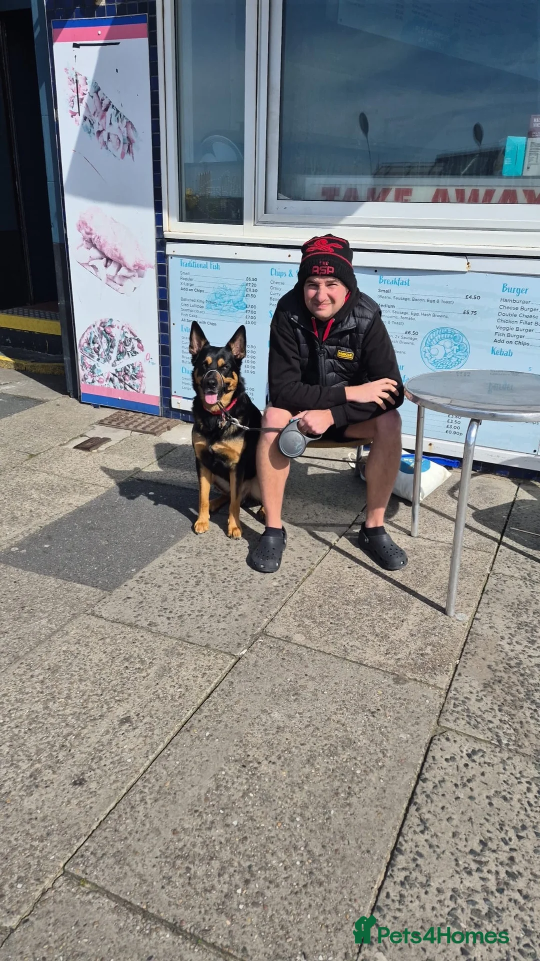 German Shepherd dogs for stud: Available for stud German shepherd cross in Liversedge - Advert 2