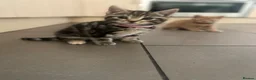 Mixed Breed cats for sale: Beautiful characterful kittens for sale. - Advert 24