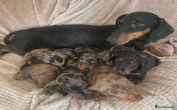 Dachshund dogs for sale: Gorgeous dachshund puppies  - Image 11