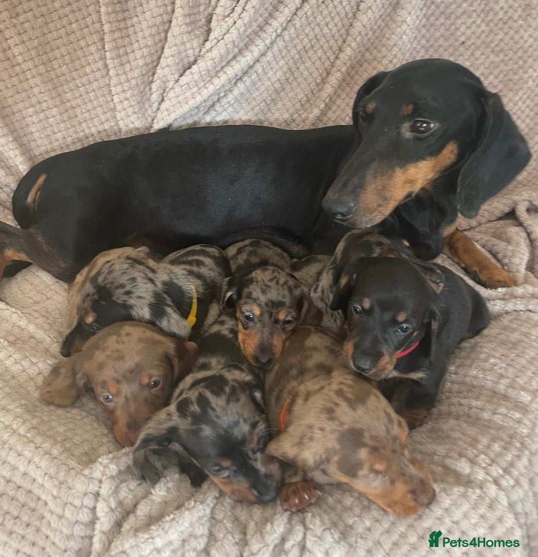 Dachshund dogs for sale: Gorgeous dachshund puppies  - Image 11