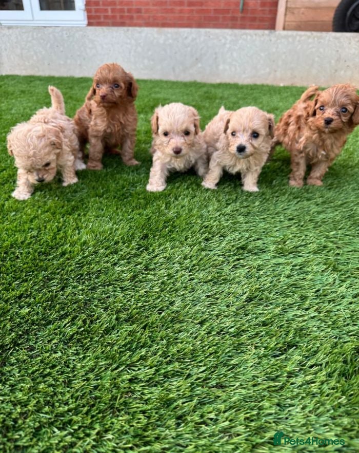 Cockapoo dogs Beautiful Cockapoo Puppies - Advert 2