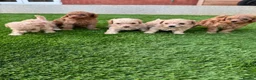 Cockapoo dogs for sale: Beautiful Cockapoo Puppies - Advert 1