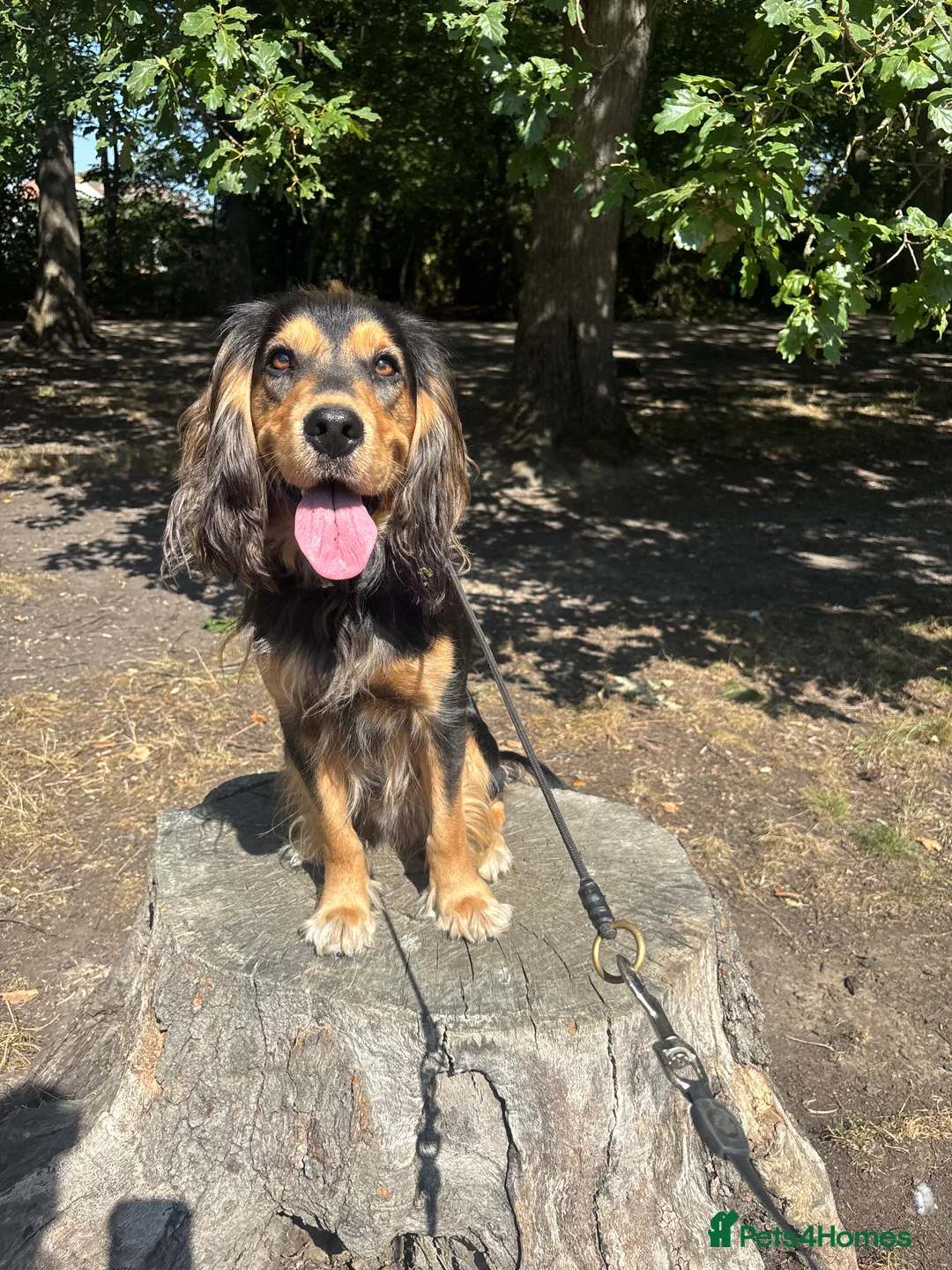 Cockerdor dogs for sale: Hector 2 year old Cockerdor  - Advert 10