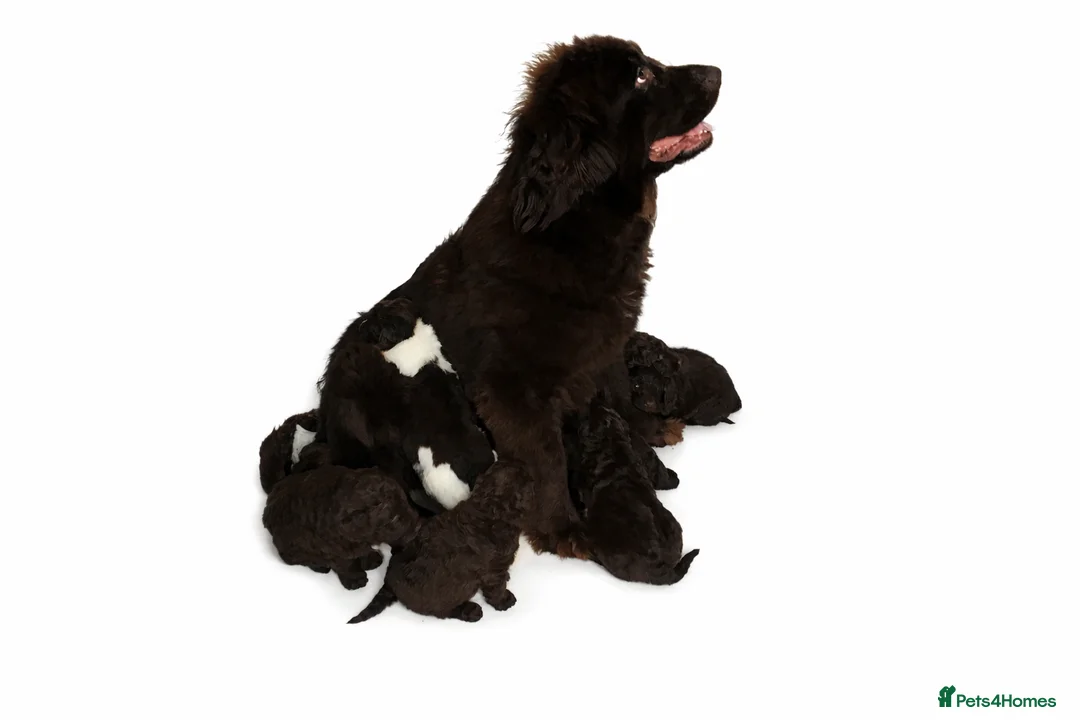 Newfypoo dogs for sale: AMAZING STANDARD NEWFYPOO BEARS - Advert 1