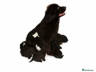 Newfypoo dogs AMAZING STANDARD NEWFYPOO BEARS - Advert 3