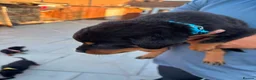 Rottweiler dogs for sale: Fazal  - Advert 12