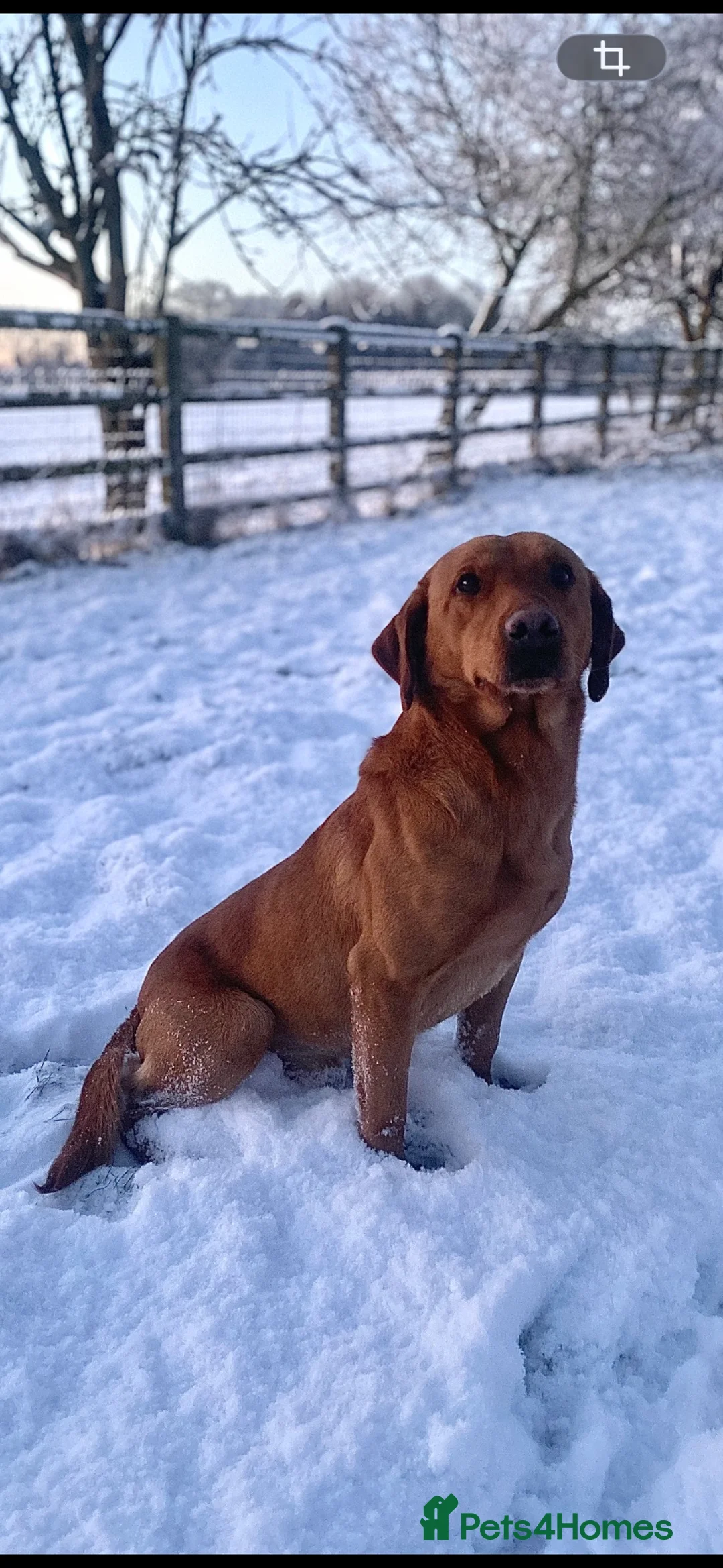 Labrador Retriever dogs for stud: 282 DNA TESTS Labrador Red - Advert 2