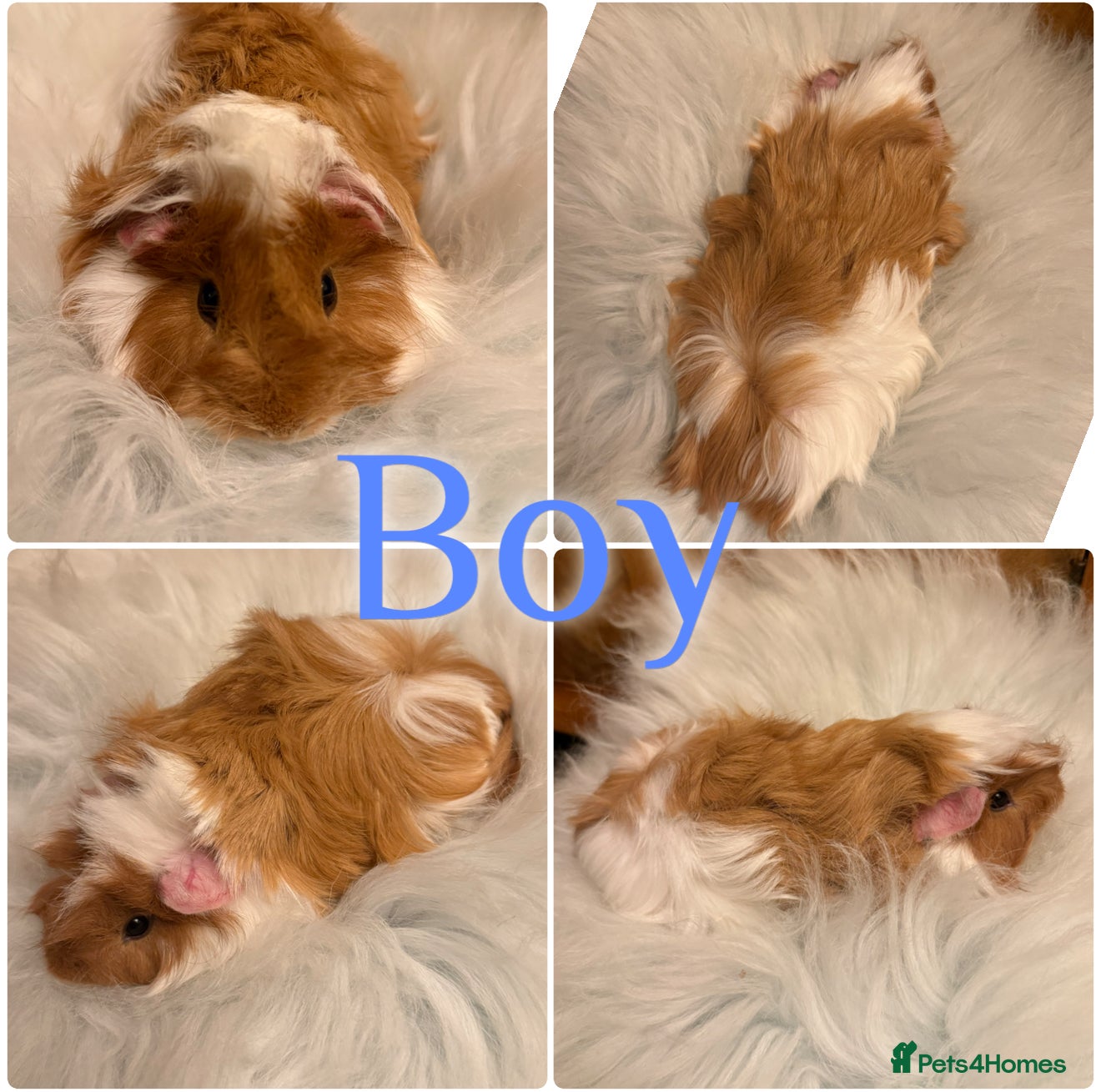 Guinea Pig rodents Baby Guinea Pigs for Sale Peruvian/Sheltie Mix 8wk - Advert 7