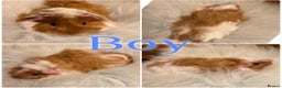 Guinea Pig rodents for sale: Baby Guinea Pigs for Sale Peruvian/Sheltie Mix 8wk - Advert 3