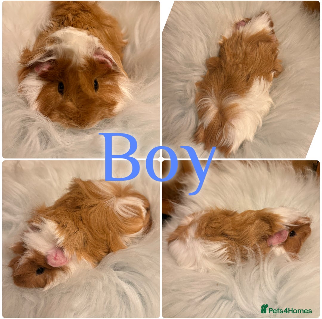 Guinea Pig rodents for sale: Baby Guinea Pigs for Sale Peruvian/Sheltie Mix 8wk - Advert 3