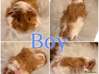 Guinea Pig rodents Baby Guinea Pigs for Sale Peruvian/Sheltie Mix 8wk - Advert 8